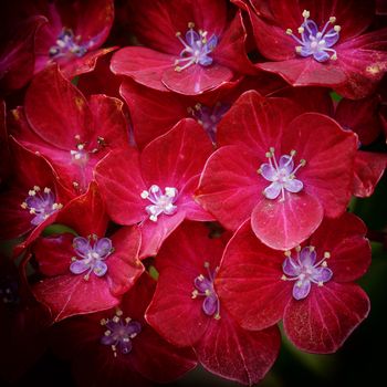 Penny mac (Hydrangea macrophylla), flowers of summer