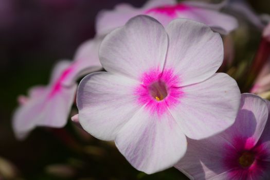Garden Phlox (Phlox paniculata), flowers of summer