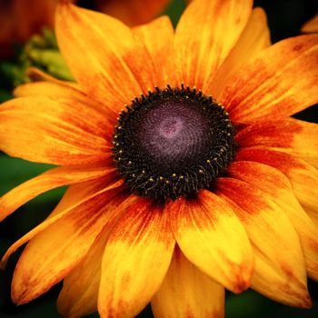 Rudbeckia Summerina (Rudbeckia Hybride), flowers of summer