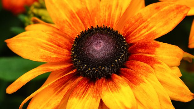 Rudbeckia Summerina (Rudbeckia Hybride), flowers of summer