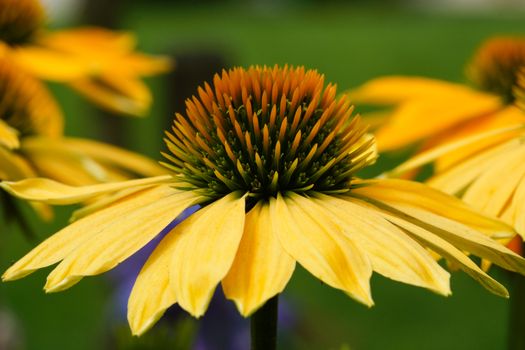 Coneflower (Echinacea purpurea), flowers of summer