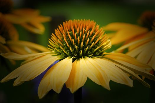 Coneflower (Echinacea purpurea), flowers of summer