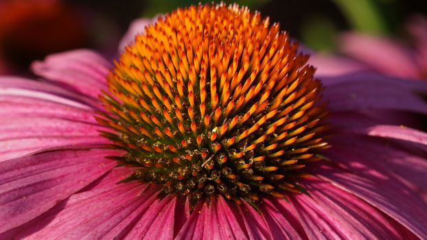 Coneflower (Echinacea purpurea), flowers of summer