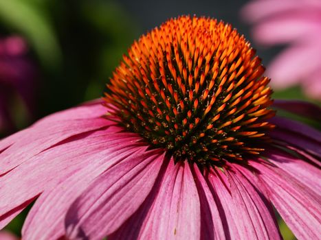 Coneflower (Echinacea purpurea), flowers of summer