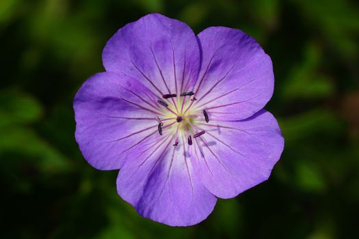 Ashy Cranesbill (Geranium cinereum), flowers of summer