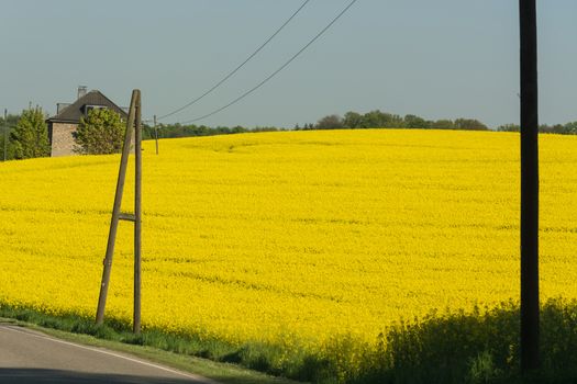 Spring landscape with view from the car on a rape field.