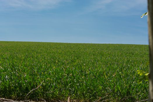 Spring landscape with view from the car on a rape field.