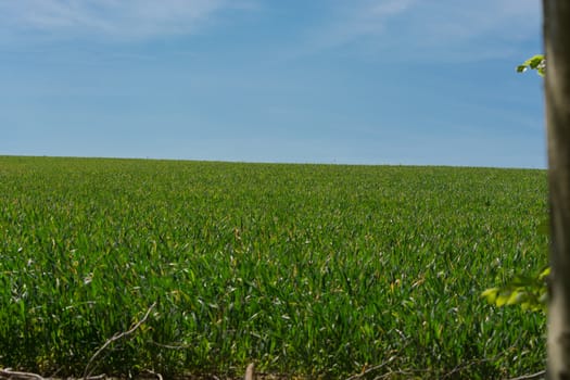 Green meadow against blue sky and sun.