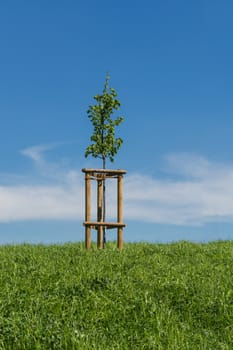 Small young tree on the green meadow against blue sky and sun.