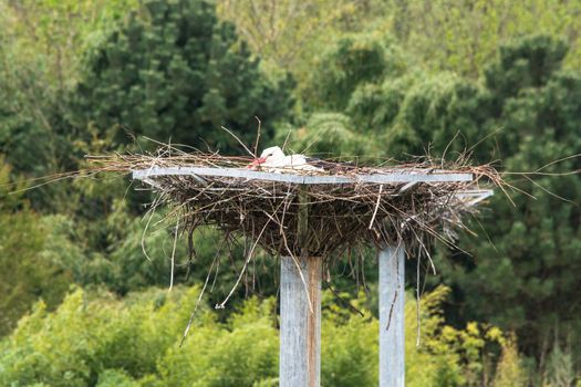 Adult stork sits on his nest.
