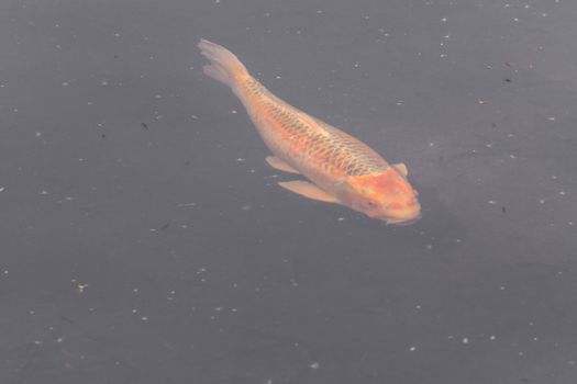 Colorful beautiful carp, Koi carp in a natural pond.