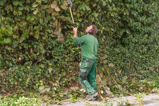 Cutting a hedge with a hedge trimmer motor.