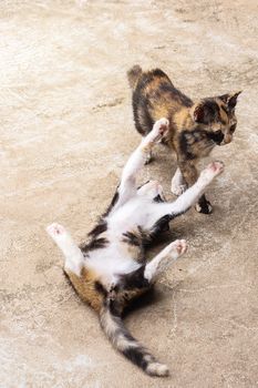 Two adorable kittens playing on floor, Kittens outdoor.