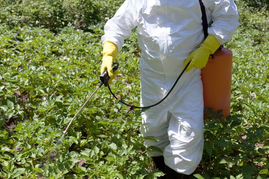 Farmer spraying toxic pesticides in the vegetable garden. Non-organic food.