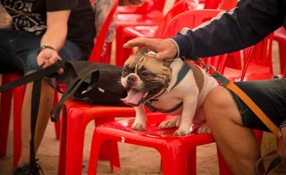 French Bulldog in outdoor Thailand