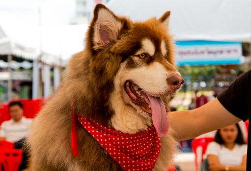 portrait young Alaskan Malamute in Thailand