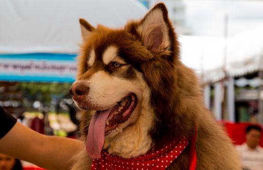 portrait young Alaskan Malamute in Thailand