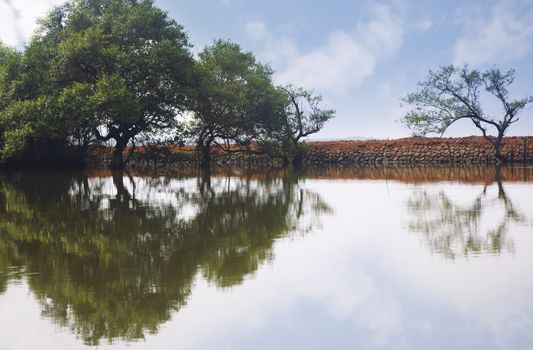 Trees reflected in the water. Horizontal photo with natural colors