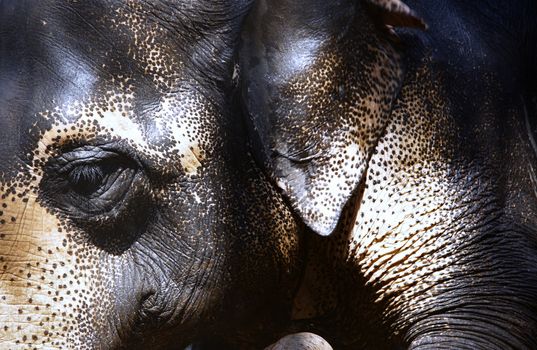 Close-up view on Indian Elephant