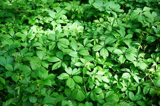 Full frame shot of the green plant leaves. Horizontal photo