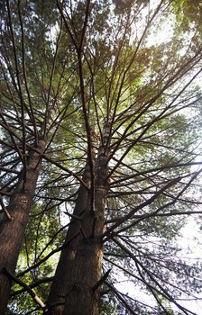 Pines in a wild forest. Vertical photo
