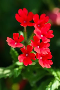 Some beautiful red verbena with green background