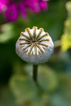 A single poppy seed head with green and pink background