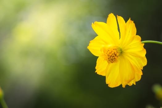 The background image of the colorful flowers, background nature