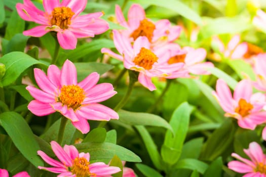 The background image of the colorful flowers, background nature