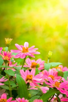 The background image of the colorful flowers, background nature