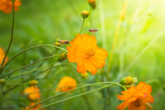 The background image of the colorful flowers, background nature