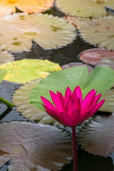 Lotus flowers blooming on the pond in summer