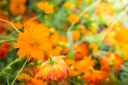 The background image of the colorful flowers, background nature