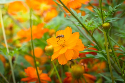 The background image of the colorful flowers, background nature