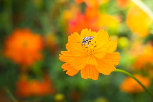 The background image of the colorful flowers, background nature