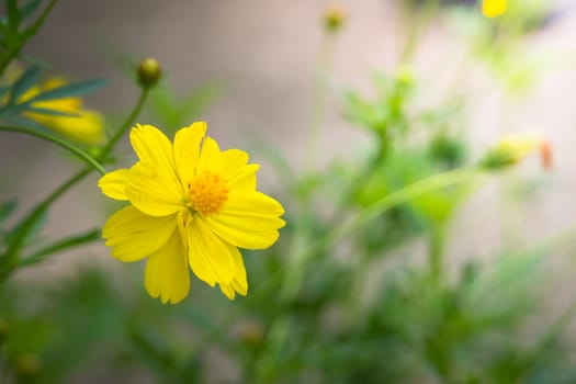 The background image of the colorful flowers, background nature