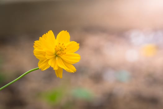 The background image of the colorful flowers, background nature