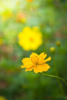 The background image of the colorful flowers, background nature