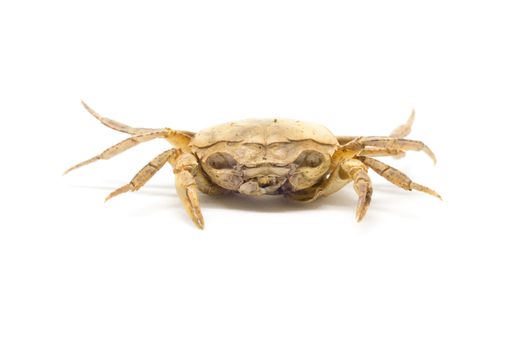 single steamed crab isolated on white background.