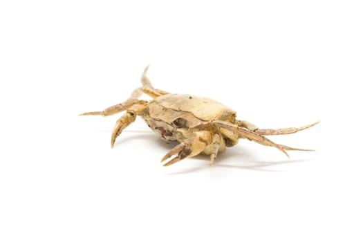 single steamed crab isolated on white background.