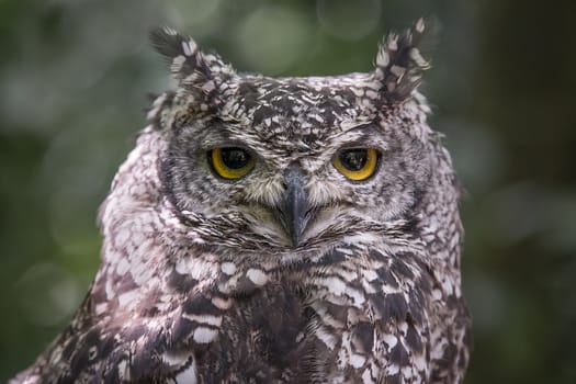Close up head portrait photograph of an African spotted owl Bubo africanus staring directly forward at the camera