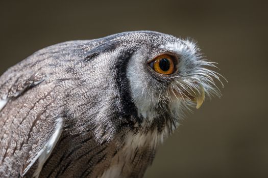 Close up profile photograph of an Indian scope owl Otus bakkamoena leaning and staring to the right