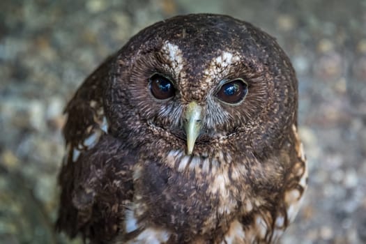 A close up portrait of a Woodfords owl Strix woodfordii also known as the African wood owl  looking up at the viewer