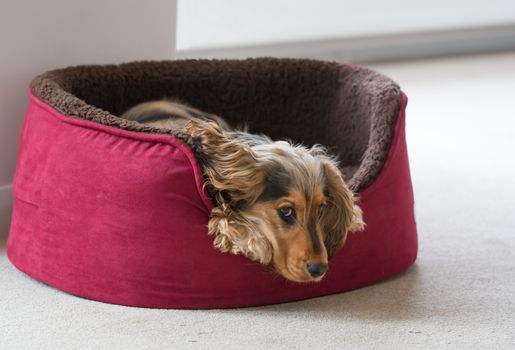 Eight-month-old English Show Cocker Spaniel puppy, lying in dog bed with head and paws over side. Looking sideways at camera.