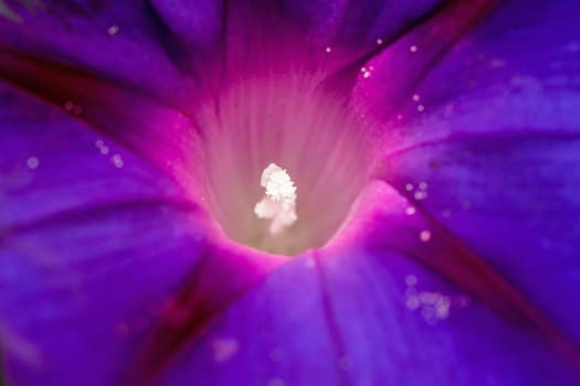 White Stamens in glowing centre of Morning Glory flower.