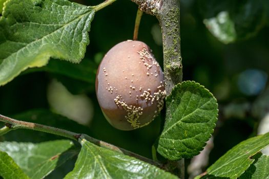 Ripe Victoria Plum on tree, infected with Brown Rot fungal disease.