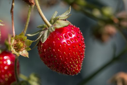 Ripe strawberry and newly-forming fruit in sunshine.