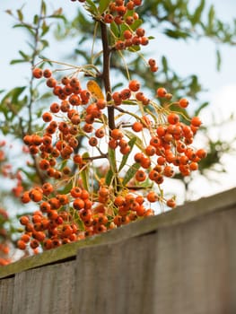orange berries lush and ripe in back garden close up; England; UK