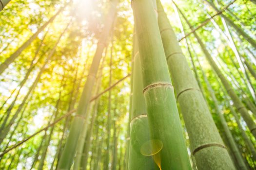 bamboo forest with sunlight