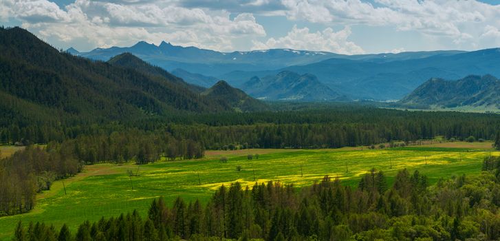 Beauty colors of summer Altai. Green and yellow meadow with trees on mountain background